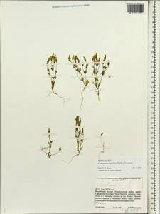 Comastoma tenellum, Siberia, Altai & Sayany Mountains (S2) (Russia)