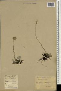 Leontopodium leontopodioides (Willd.) Beauverd, South Asia, South Asia (Asia outside ex-Soviet states and Mongolia) (ASIA) (China)