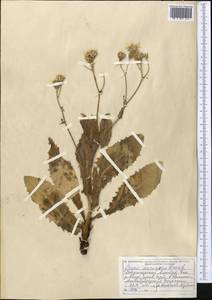 Crepis darvazica Krasch., Middle Asia, Dzungarian Alatau & Tarbagatai (M5) (Kazakhstan)