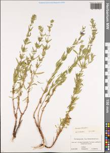 Hyssopus officinalis L., Eastern Europe, Rostov Oblast (E12a) (Russia)
