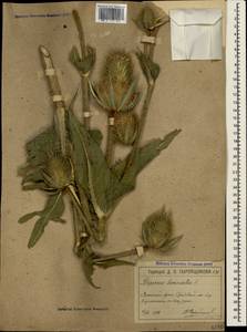 Dipsacus laciniatus L., Crimea (KRYM) (Russia)