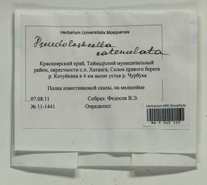 Pseudoleskeella catenulata (Brid. ex Schrad.) Kindb., Bryophytes, Bryophytes - Krasnoyarsk Krai, Tyva & Khakassia (B17) (Russia)