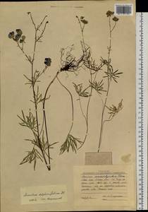 Aconitum delphinifolium DC., Siberia, Yakutia (S5) (Russia)