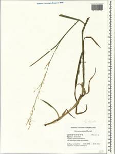 Glyceria notata Chevall., Crimea (KRYM) (Russia)