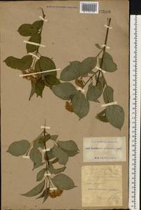 Cornus sanguinea L., Eastern Europe, South Ukrainian region (E12) (Ukraine)