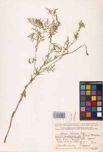 Adonis apennina L., Eastern Europe, Northern region (E1) (Russia)