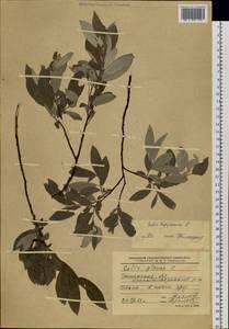 Salix lapponum L., Siberia, Western Siberia (S1) (Russia)