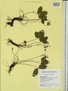 Fragaria viridis Duchesne, Eastern Europe, Lower Volga region (E9) (Russia)