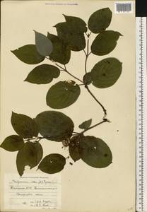 Cornus alba L., Eastern Europe, Eastern region (E10) (Russia)