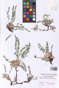 Astragalus testiculatus Pall., Eastern Europe, Eastern region (E10) (Russia)