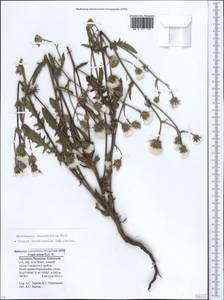 Crepis foetida subsp. rhoeadifolia (M. Bieb.) Celak., Caucasus, Stavropol Krai, Karachay-Cherkessia & Kabardino-Balkaria (K1b) (Russia)