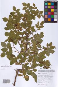 Rosa balsamica Besser, Eastern Europe, Rostov Oblast (E12a) (Russia)