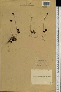 Coptidium lapponicum (L.) Á. Löve & D. Löve, Siberia, Yakutia (S5) (Russia)