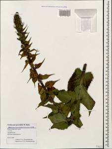 Verbascum salgirensis Soldano, Caucasus, Black Sea Shore (from Novorossiysk to Adler) (K3) (Russia)