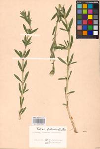 Silene tatarica (L.) Pers., Eastern Europe, Moscow region (E4a) (Russia)