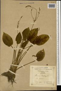 Alisma plantago-aquatica L., Caucasus, Georgia (K4) (Georgia)