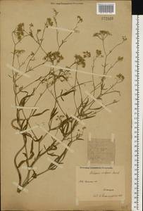 Falcaria vulgaris Bernh., Eastern Europe, Eastern region (E10) (Russia)