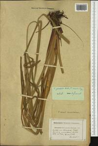 Carex pendula Huds., Western Europe (EUR) (France)