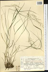 Calamagrostis sachalinensis F.Schmidt, Siberia, Chukotka & Kamchatka (S7) (Russia)