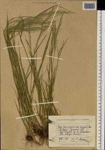 Poa trivialis L., Eastern Europe, North Ukrainian region (E11) (Ukraine)