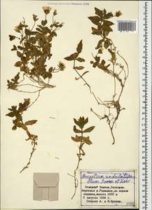 Cerastium undulatifolium Sommier & Levier, Caucasus, Stavropol Krai, Karachay-Cherkessia & Kabardino-Balkaria (K1b) (Russia)