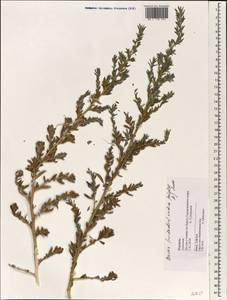 Bassia indica (Wight) A. J. Scott, South Asia, South Asia (Asia outside ex-Soviet states and Mongolia) (ASIA) (Israel)