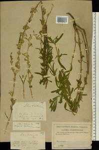 Silene tatarica (L.) Pers., Eastern Europe, Middle Volga region (E8) (Russia)