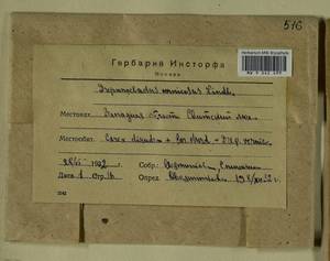 Hamatocaulis vernicosus (Mitt.) Hedenäs, Bryophytes, Bryophytes - Middle Russia (B6) (Russia)