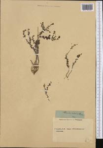 Linaria cretacea Fisch. ex Spreng., Western Europe (EUR) (Not classified)