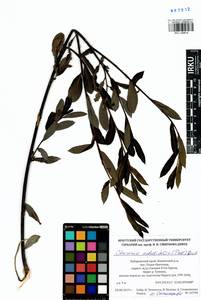 Chosenia arbutifolia (Pall.) A. K. Skvortsov, Siberia, Russian Far East (S6) (Russia)
