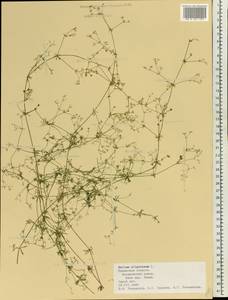 Galium uliginosum L., Eastern Europe, Central region (E4) (Russia)