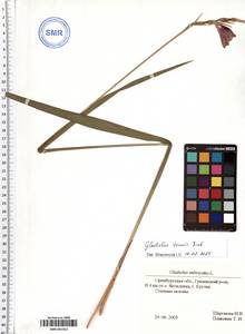 Gladiolus tenuis M.Bieb., Eastern Europe, Eastern region (E10) (Russia)