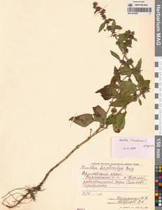 Mentha arvensis subsp. canadensis (L.) H.Hara, Siberia, Russian Far East (S6) (Russia)