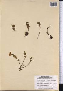 Phyllodoce glanduliflora (Hook.) Coville, America (AMER) (Canada)