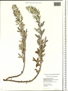 Artemisia stelleriana Besser, Siberia, Russian Far East (S6) (Russia)