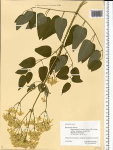 Clematis recta L., Eastern Europe, Central region (E4) (Russia)