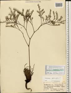 Goniolimon graminifolium (Aiton) Boiss., Eastern Europe, South Ukrainian region (E12) (Ukraine)