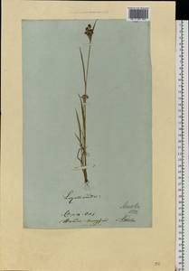 Luzula luzuloides (Lam.) Dandy & E.Willm., Eastern Europe, Lithuania (E2a) (Lithuania)