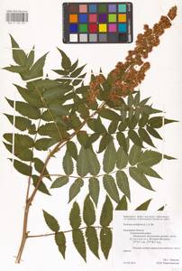 Sorbaria sorbifolia (L.) A.Braun, Eastern Europe, Central region (E4) (Russia)