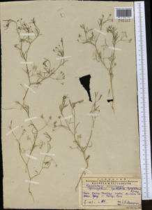 Psammogeton capillifolium (Regel & Schmalh.) Mousavi, Mozaff. & Zarre, Middle Asia, Western Tian Shan & Karatau (M3) (Kazakhstan)