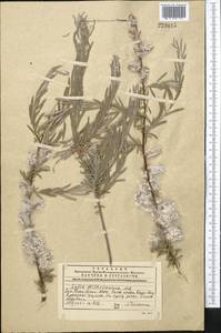 Salix wilhelmsiana M. Bieb., Middle Asia, Western Tian Shan & Karatau (M3) (Kazakhstan)