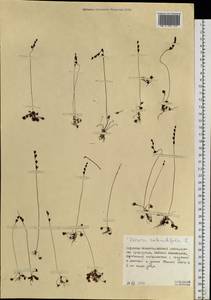 Drosera rotundifolia L., Siberia, Russian Far East (S6) (Russia)