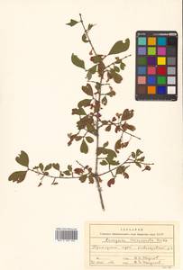 Euonymus alatus (Thunb.) Siebold, Siberia, Russian Far East (S6) (Russia)