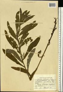 Cirsium arvense (L.) Scop., Eastern Europe, South Ukrainian region (E12) (Ukraine)