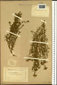 Symphyotrichum ciliatum (Ledeb.) G. L. Nesom, Siberia, Altai & Sayany Mountains (S2) (Russia)