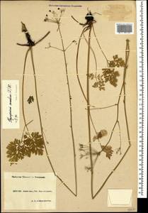 Physospermum cornubiense (L.) DC., Caucasus, Krasnodar Krai & Adygea (K1a) (Russia)