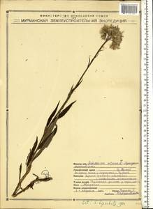 Saussurea alpina (L.) DC., Eastern Europe, Northern region (E1) (Russia)