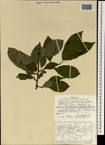 Rhamnus ussuriensis J.J. Vassil., Mongolia (MONG) (Mongolia)