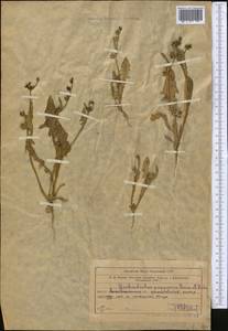 Garhadiolus papposus Boiss. & Buhse, Middle Asia, Muyunkumy, Balkhash & Betpak-Dala (M9) (Kazakhstan)