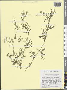 Vicia sativa subsp. nigra Ehrh., Caucasus, Stavropol Krai, Karachay-Cherkessia & Kabardino-Balkaria (K1b) (Russia)